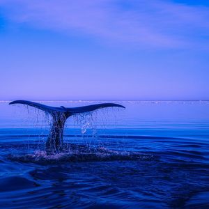 Bitcoin Whale Warning: BTC Appetites Shrink as Accumulation Dwindles, Data Shows